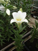 [1721 WhiteFox-G No02.JPG]